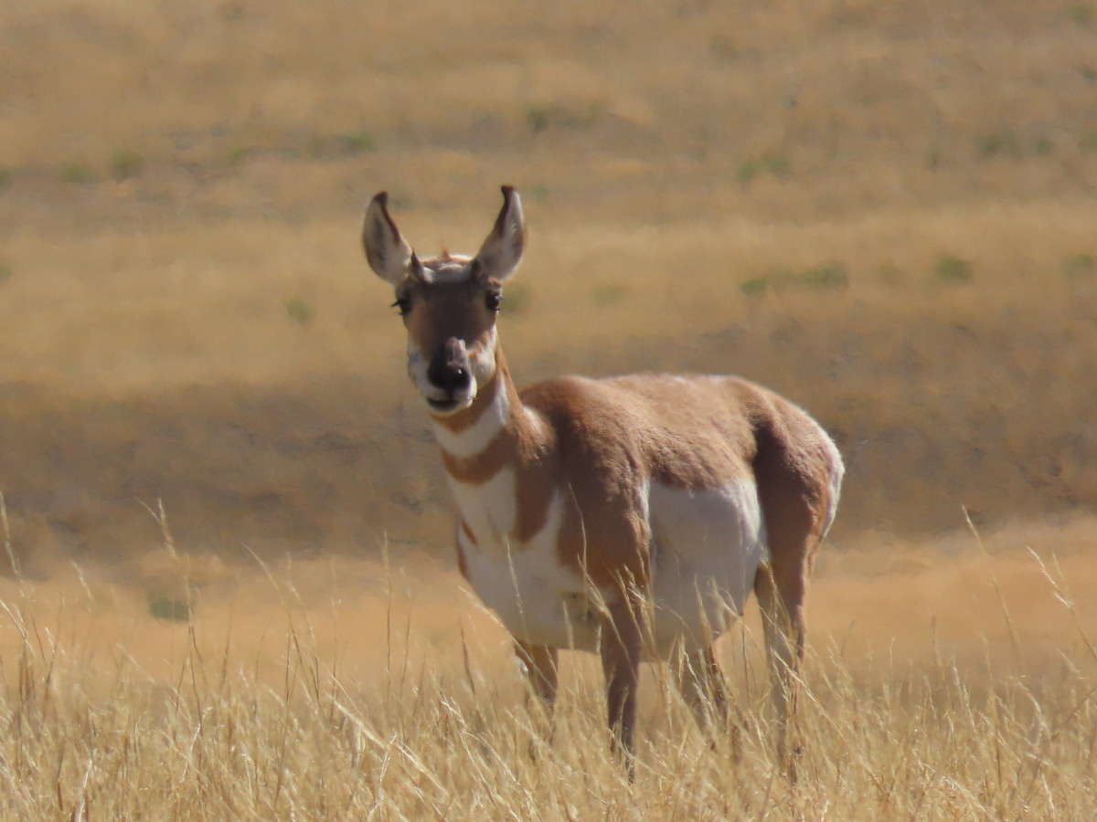A Curious Pronghorn Antelope Watches People in Yellowstone National Park