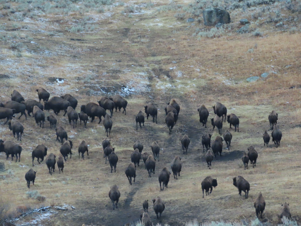 A Herd of Bison near the Lamar Valley, in the northeastern part of Yellowstone National Park