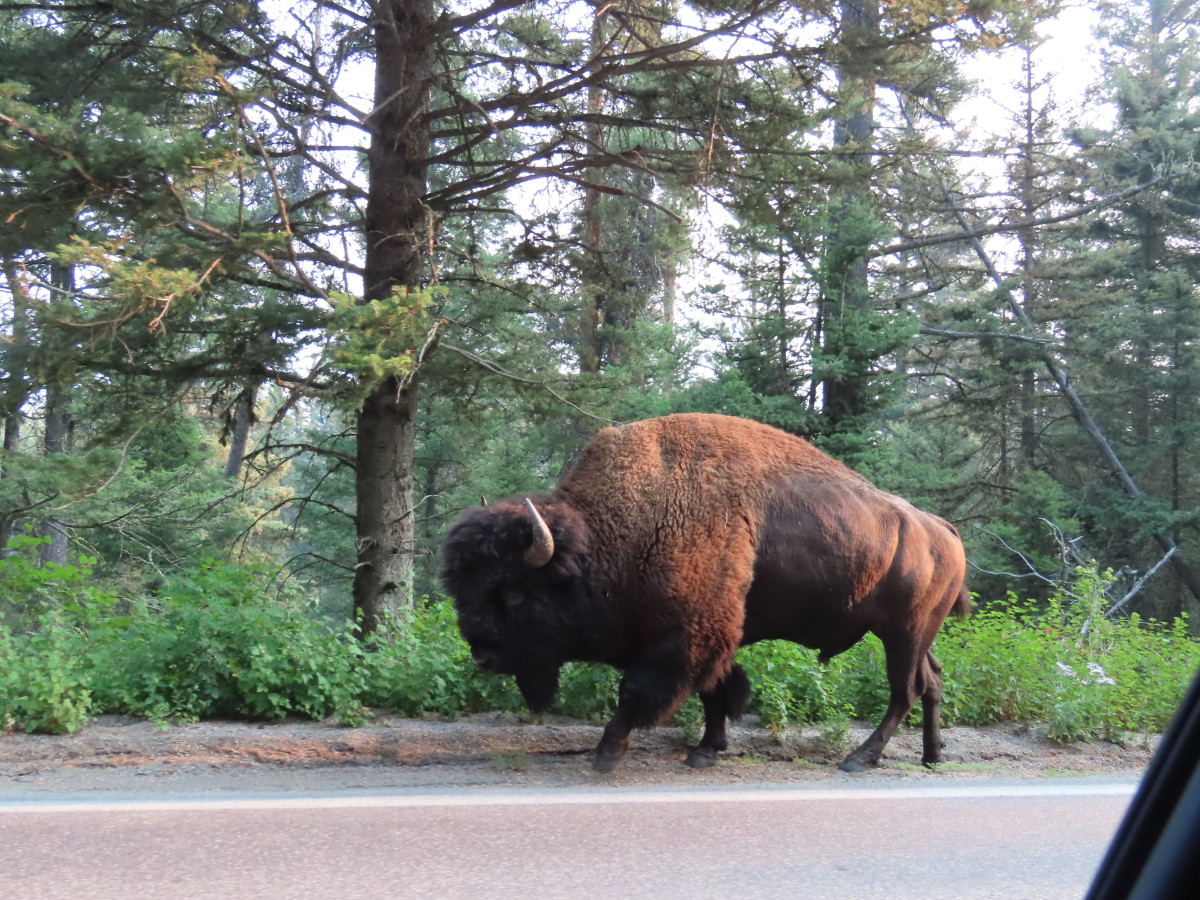 A Lone Male Bison Walks Along the Roadside in Yellowstone
