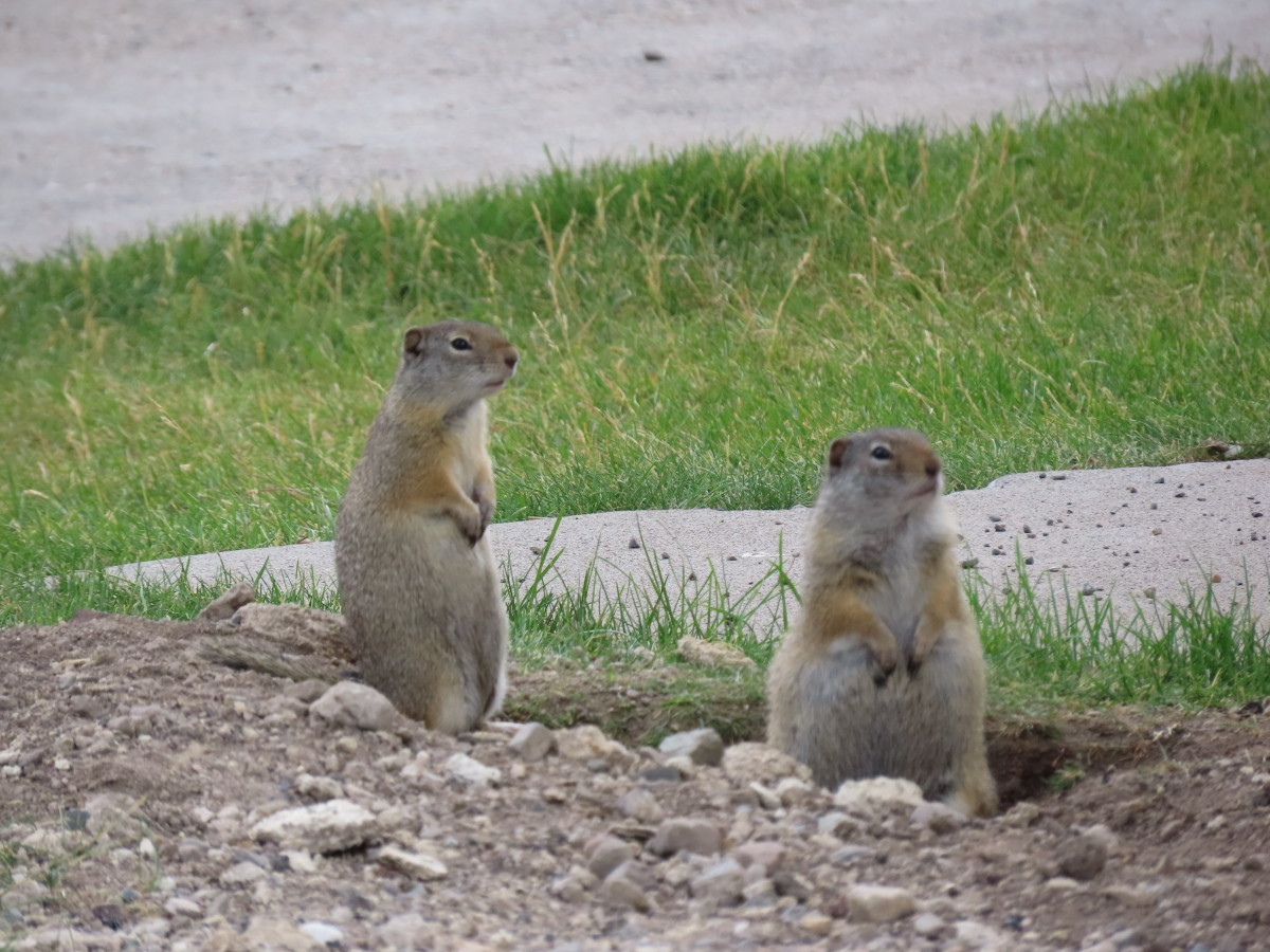 Yellow-bellied Marmots, or "Whistle Pigs", survey the scene in Mammoth Hot Springs