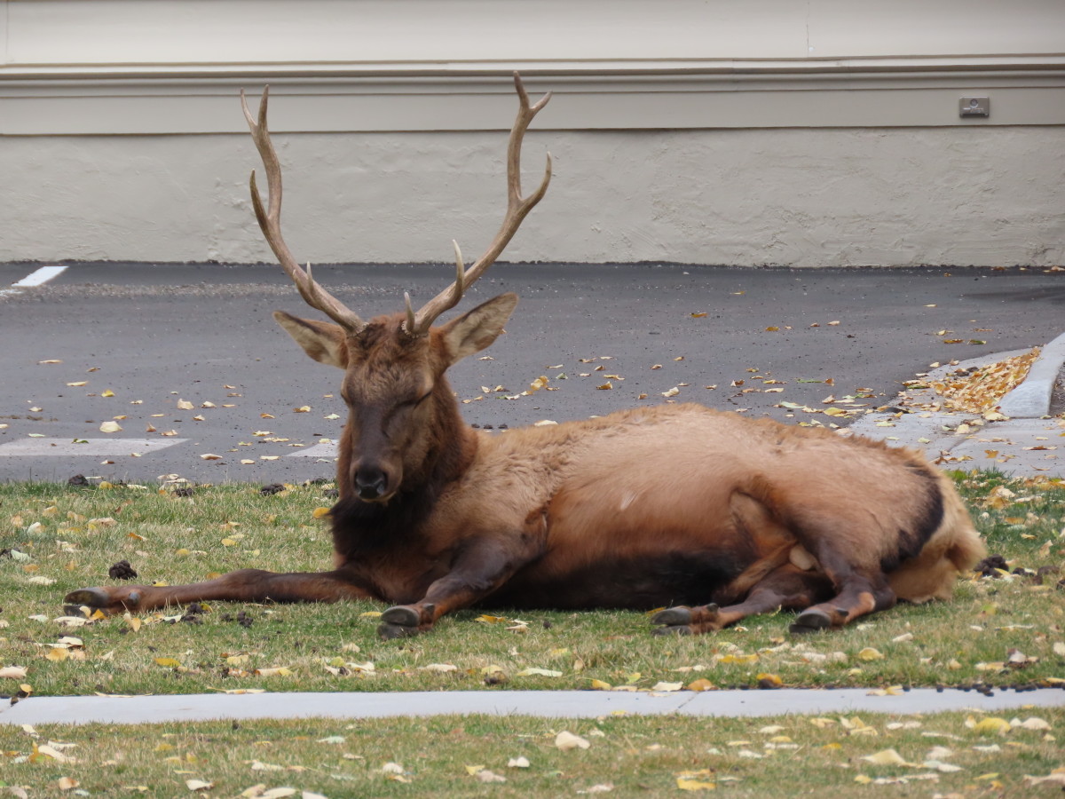 A Bull Elk takes a Nap behind the Mammoth Hot Springs Hotel