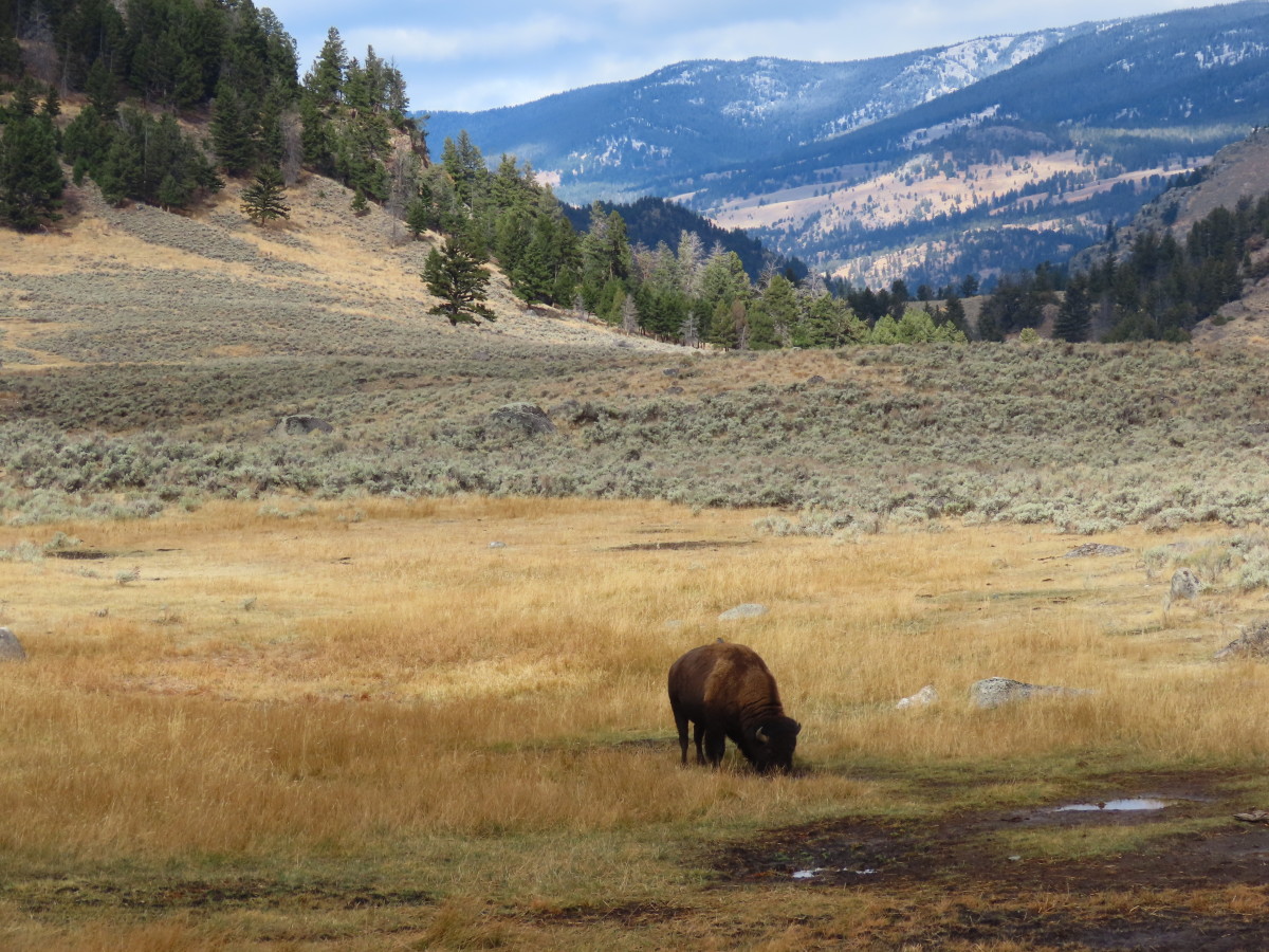 A Bison Grazes near the Lamar Valley