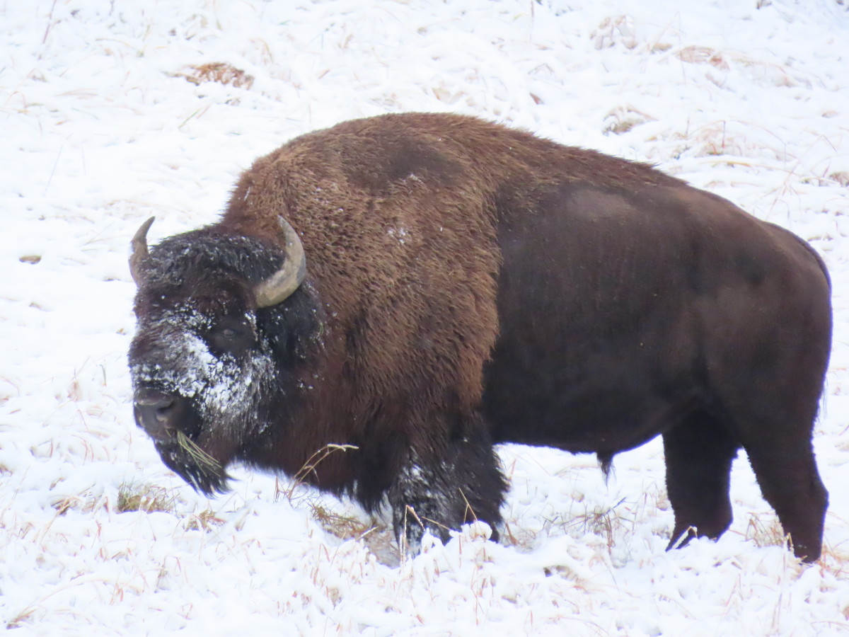 A Bison Grazes in Lamar Valley, after the first snowfall of the year in September 2022