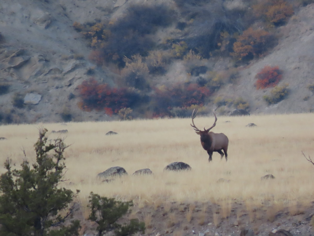 A Lone Bull Elk Roams the Valley near Gardiner Montana