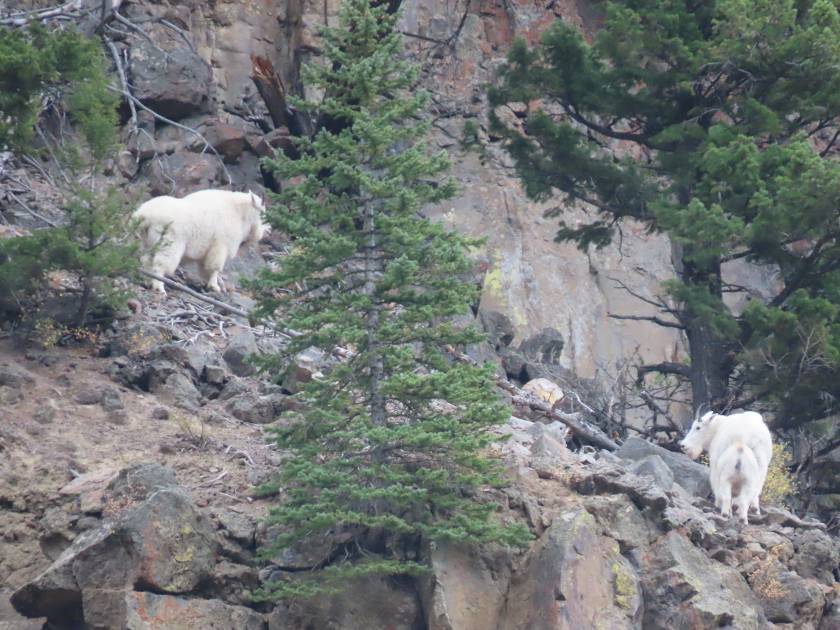Baby Mountain Goat and Parent High on a Cliff Side near Osprey Falls 