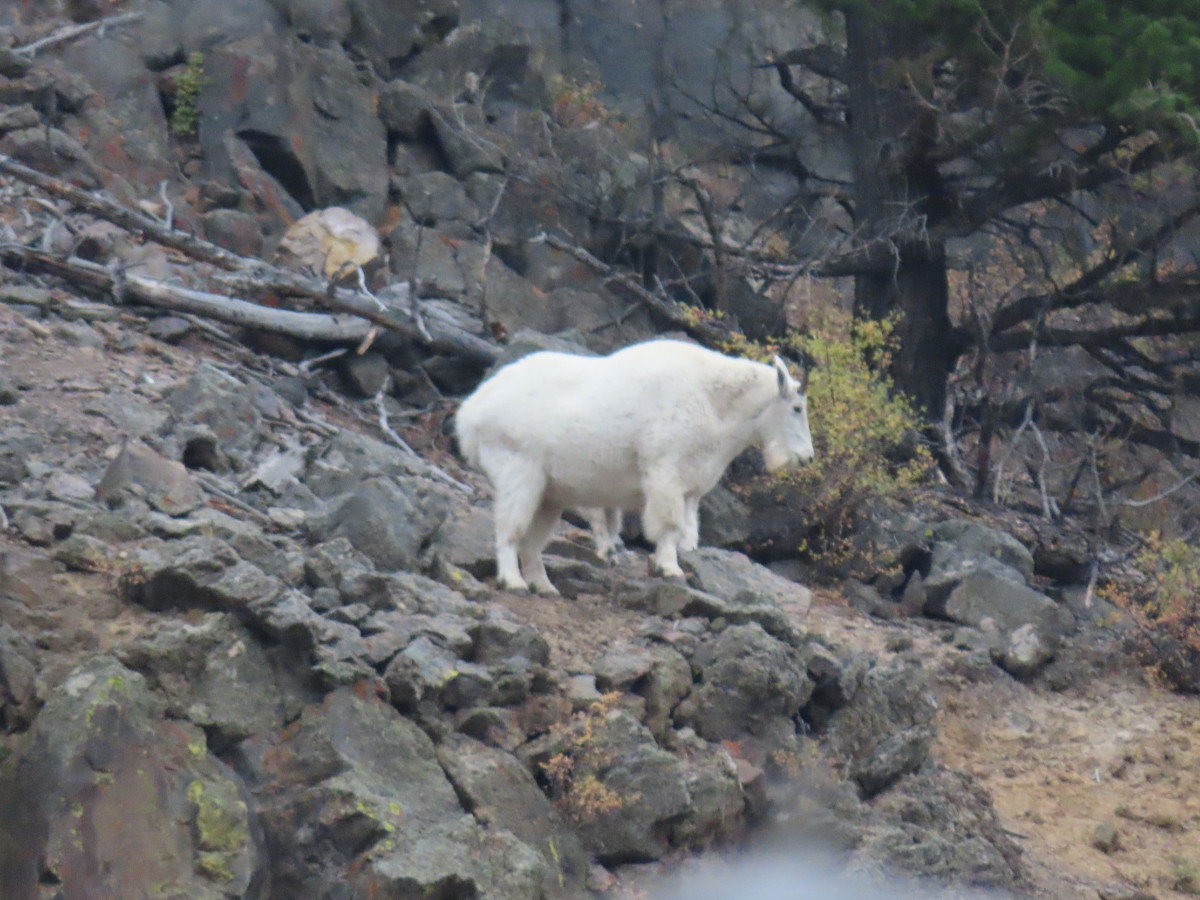 Mountain Goat in Yellowstone