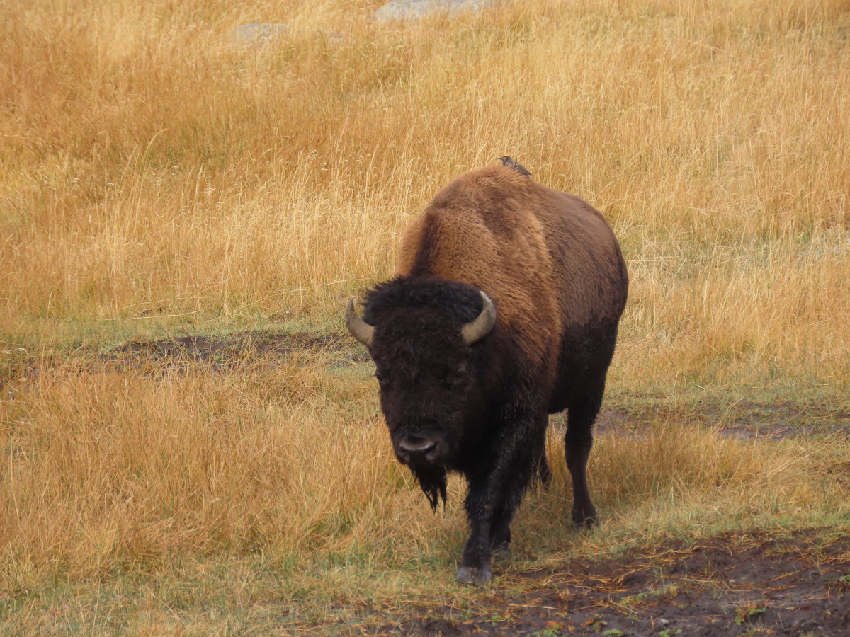 A Lone Bison in Yellowstone 