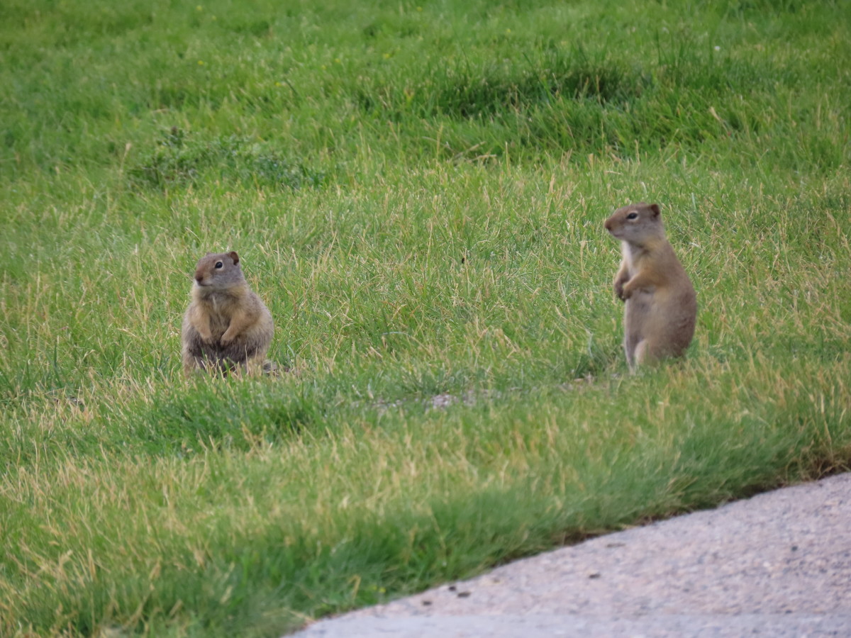 Yellow-bellied Marmots in Yellowstone National Park