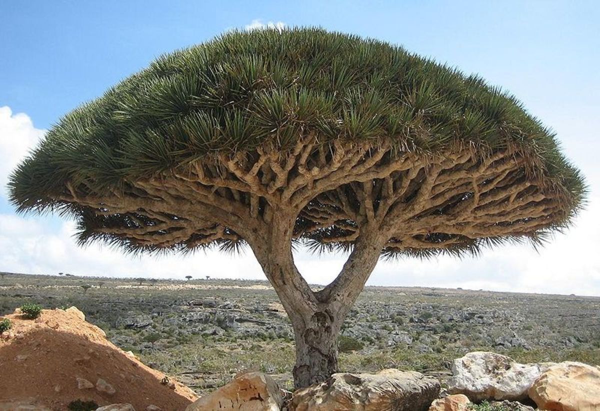 Dragon Blood Tree, endemic tree species (Dracaena cinnabari) Socotra Island