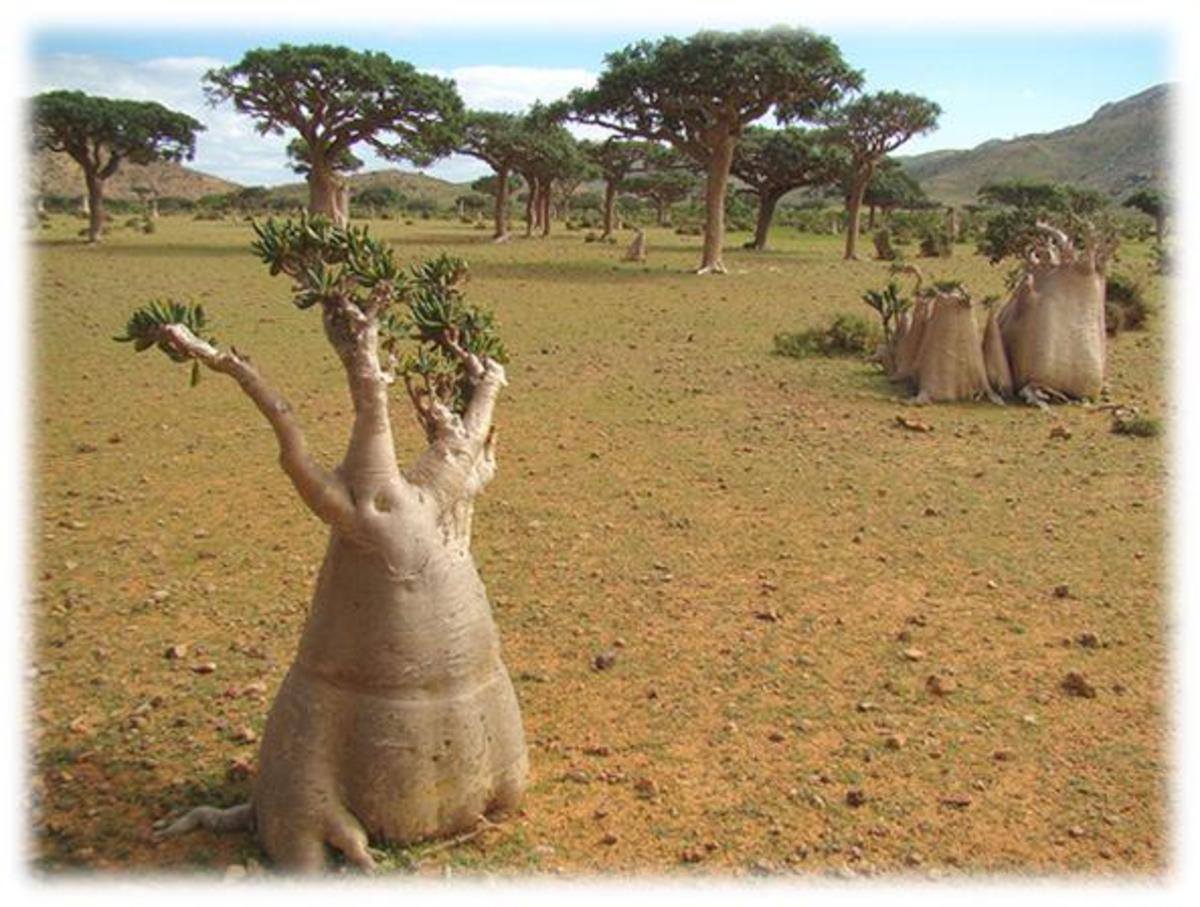 Socotra Island the Most Exotic Nature and Wildlife in the Earth