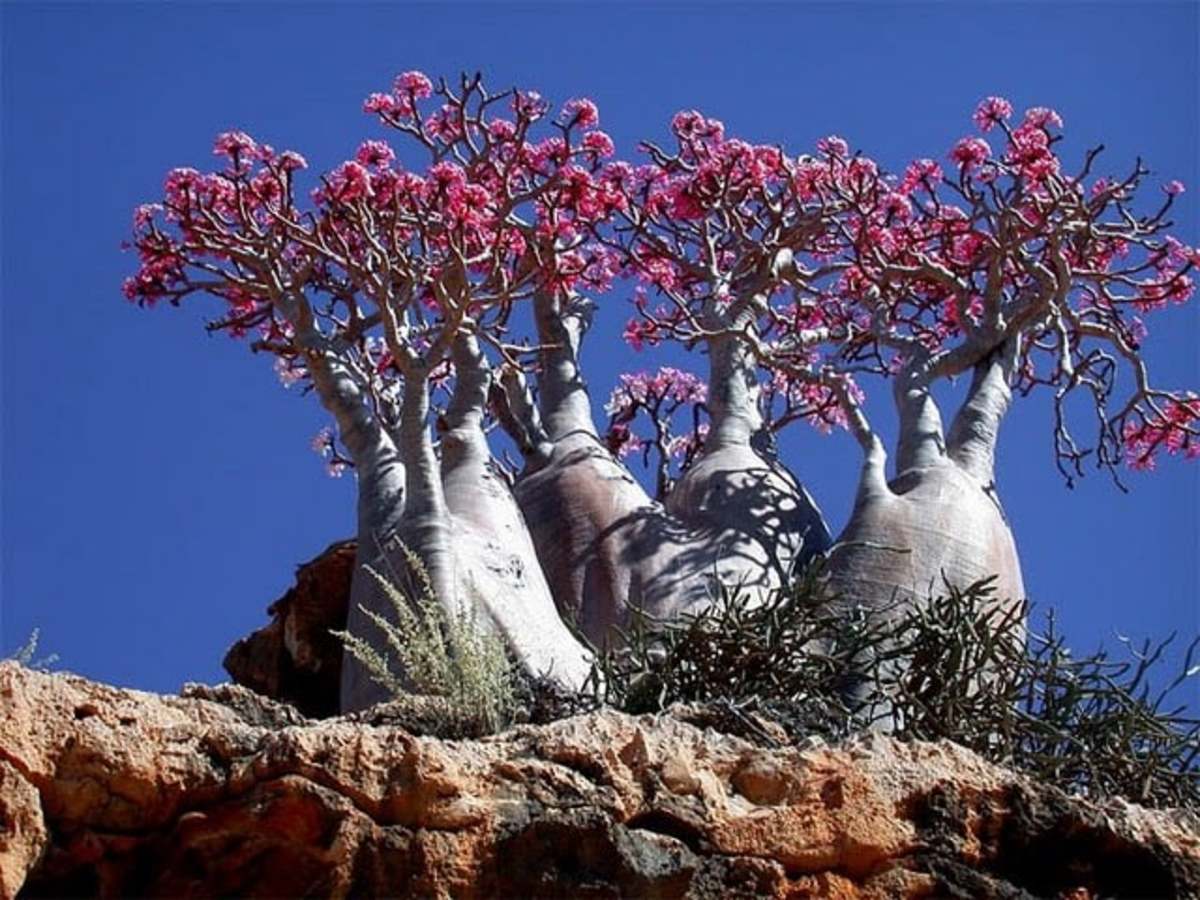 Giant Desert Rose of Socotra (Adenium socotranum) - Endemic Rose in Socotra Island