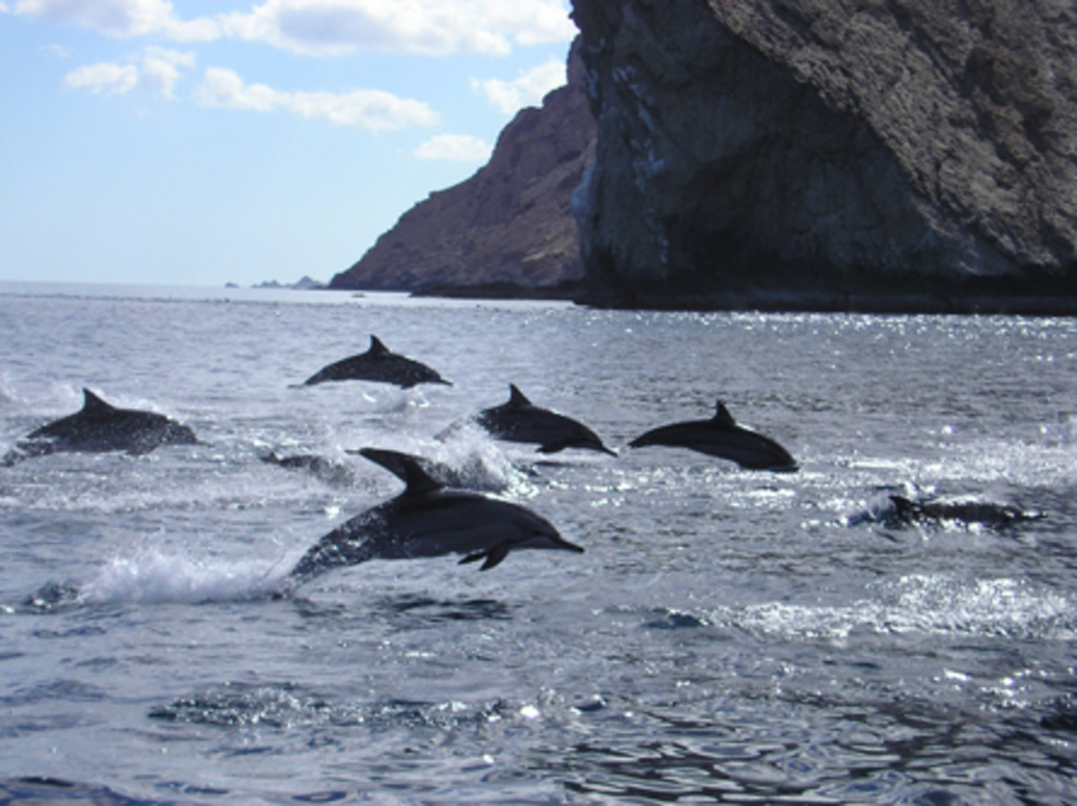 Socotra Dolphins