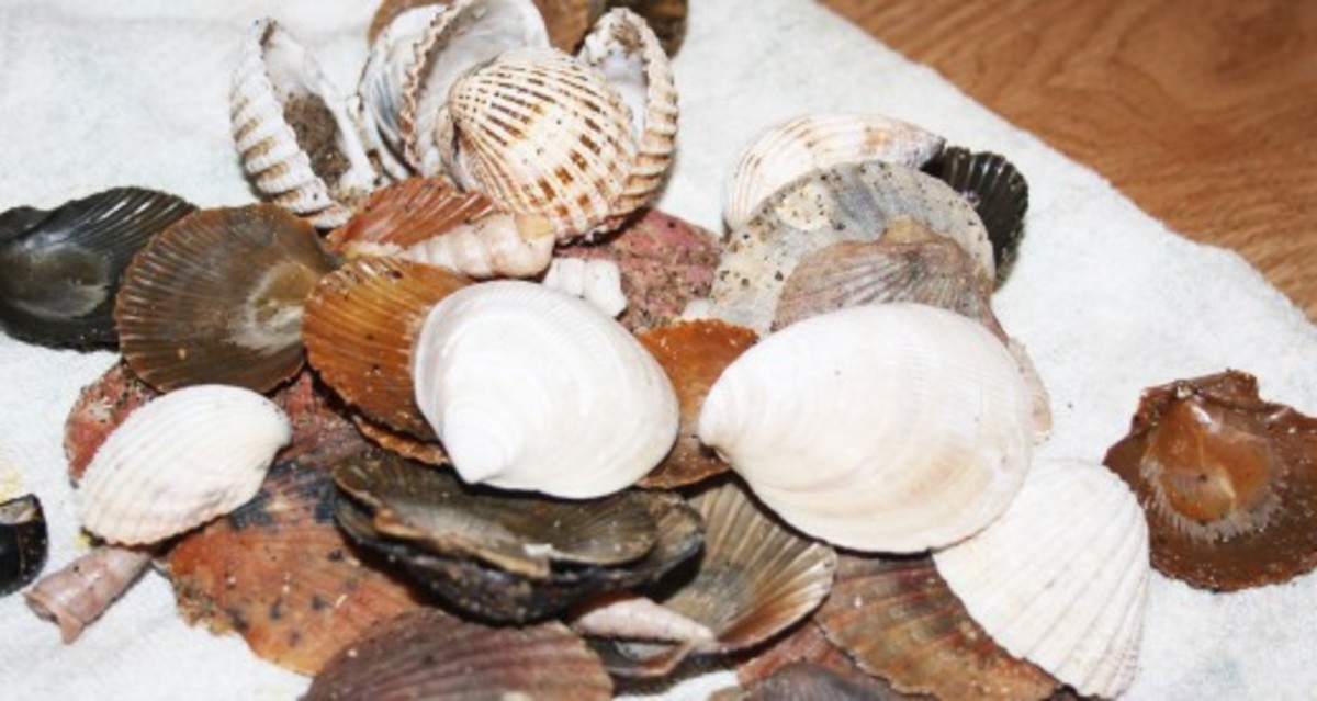 Learn To Polish Sea Shells