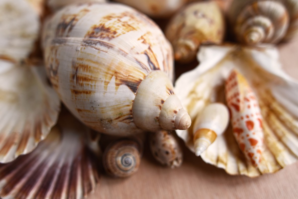 learn-to-polish-sea-shells
