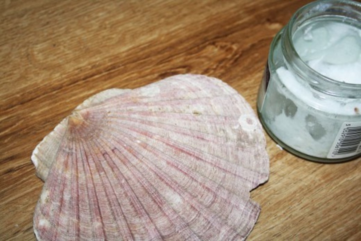 learn-to-polish-sea-shells