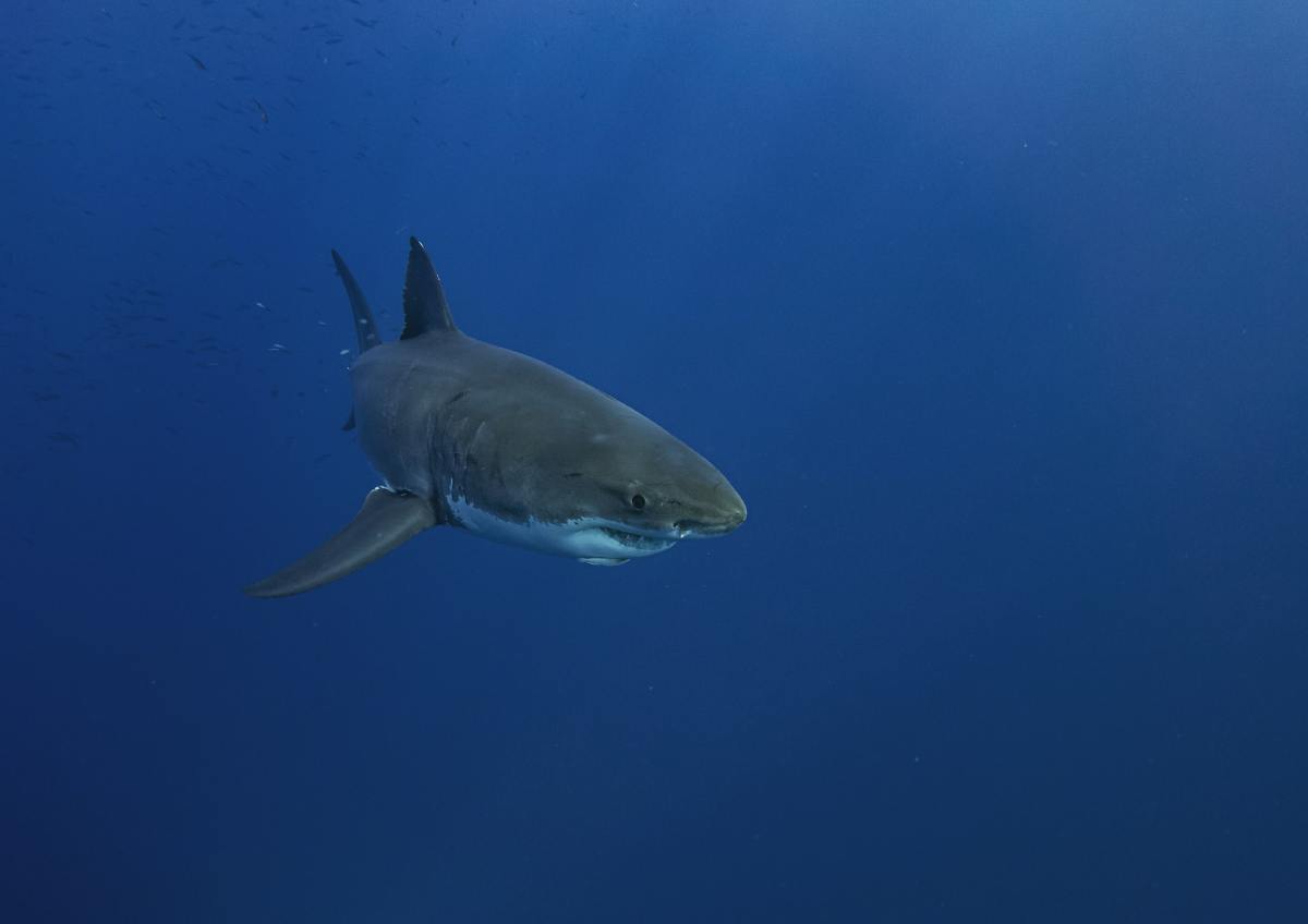 Does the Megalodon Shark Live in the Mariana Trench?