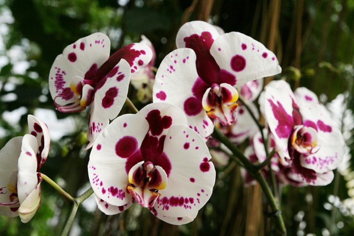Phalaenopsis Orchid: Basic Care