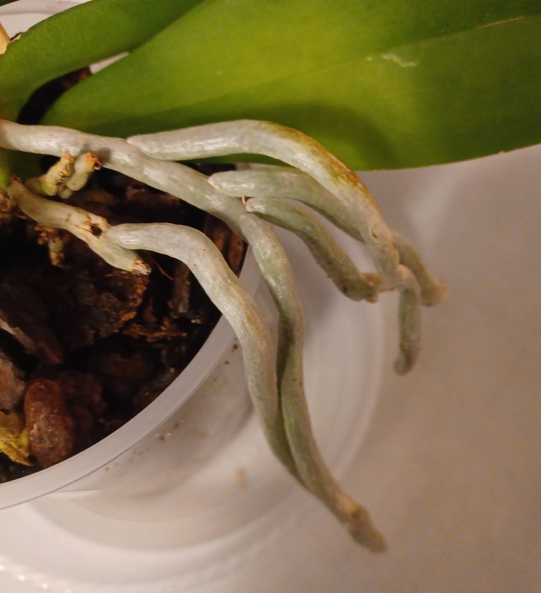 phalaenopsis-orchid-basic-care