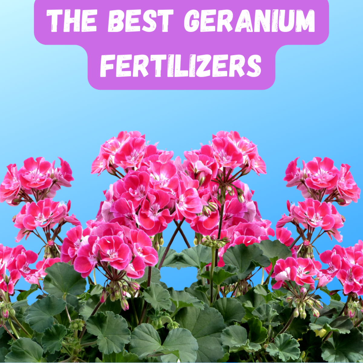 Discover the best fertilizers for geraniums (pelargoniums)