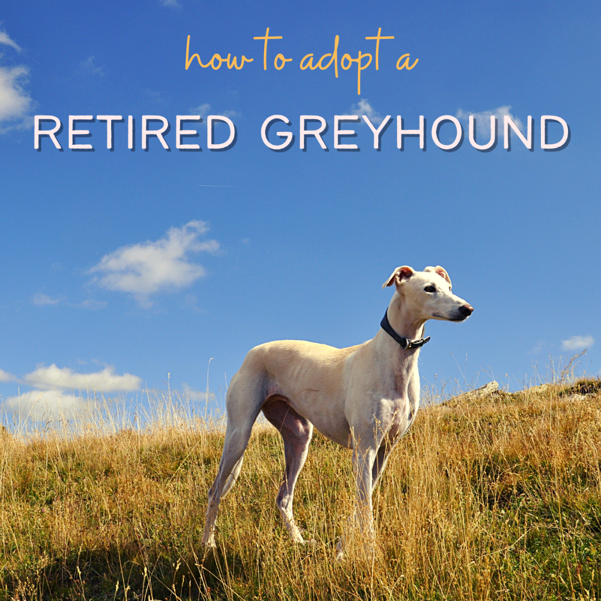 How to Adopt a Retired Racing Greyhound and Give It a Forever Home