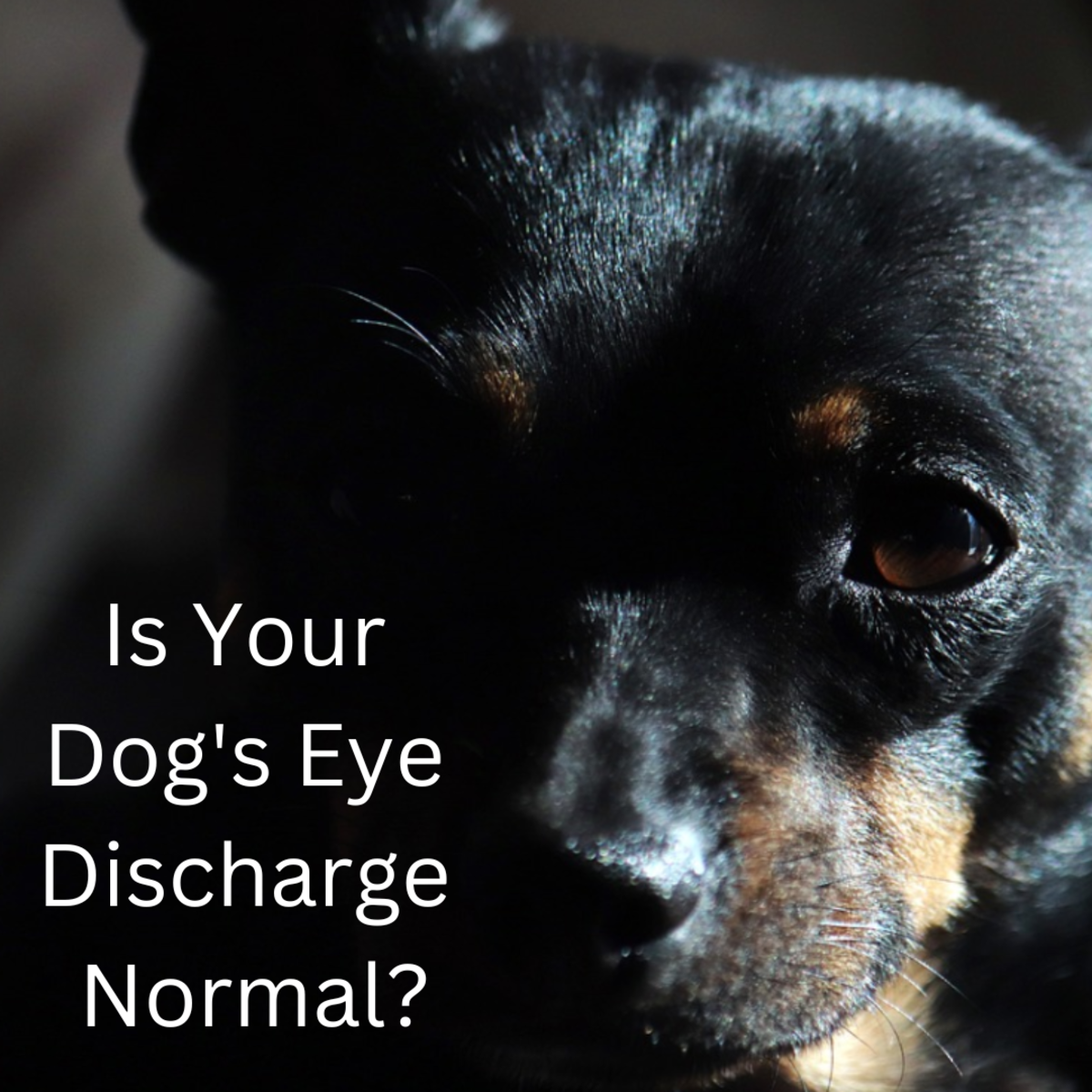 When should I be concerned about my dogs eye discharge?