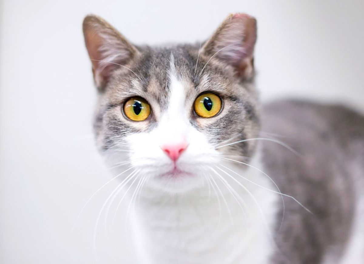 What Are the Possible Complications of Neutering a Cat? PetHelpful