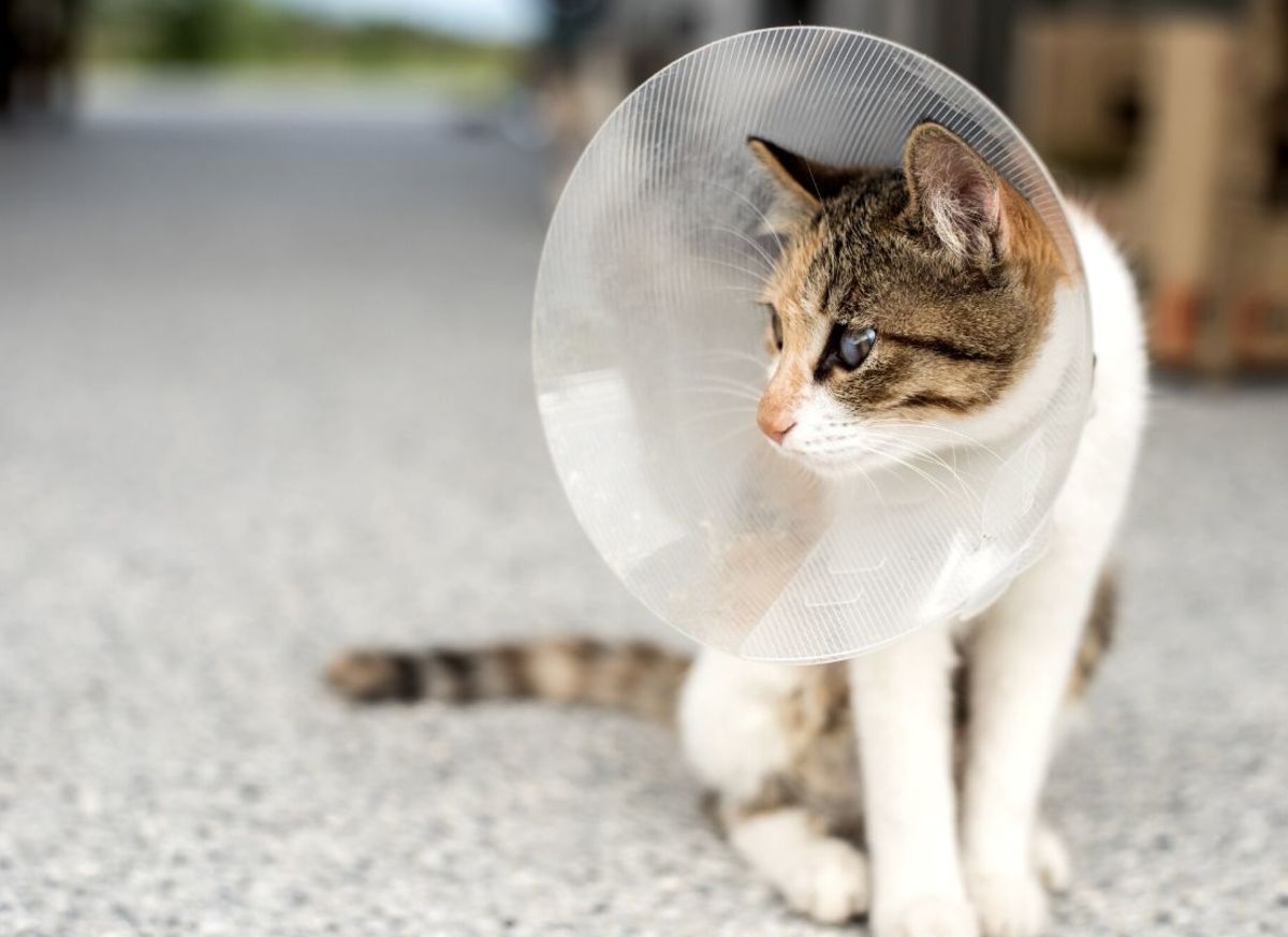 What Are the Possible Complications of Neutering a Cat?