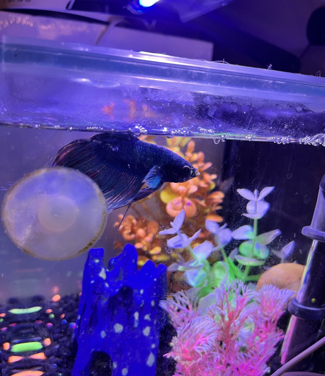 After using the Lifeguard medicine and improving the water quality in his tank, my beautiful blue betta fish was quickly back to his old self.