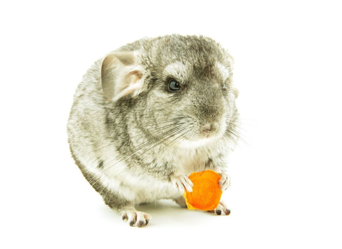 why-do-chinchillas-eat-wood