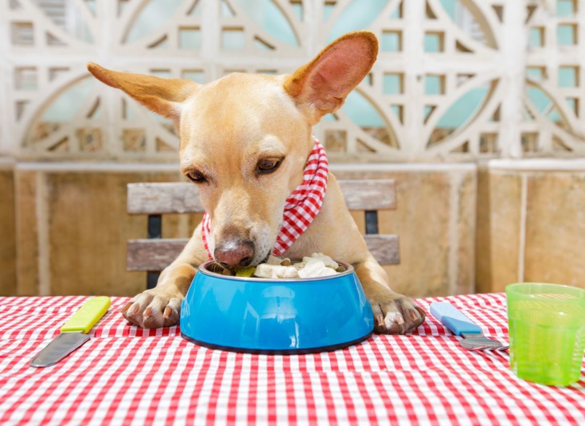 Is Yogurt Safe and Healthy for Dogs?