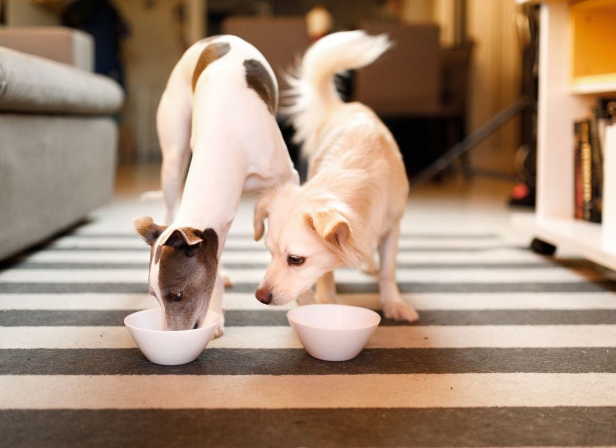 is-yogurt-safe-and-healthy-for-dogs