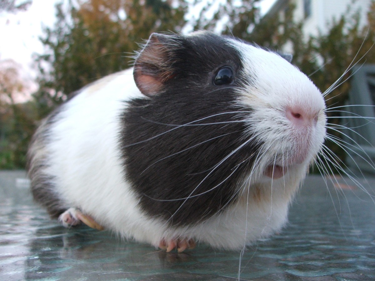 Guinea Pig Sneezing: Causes and When It's a Concern