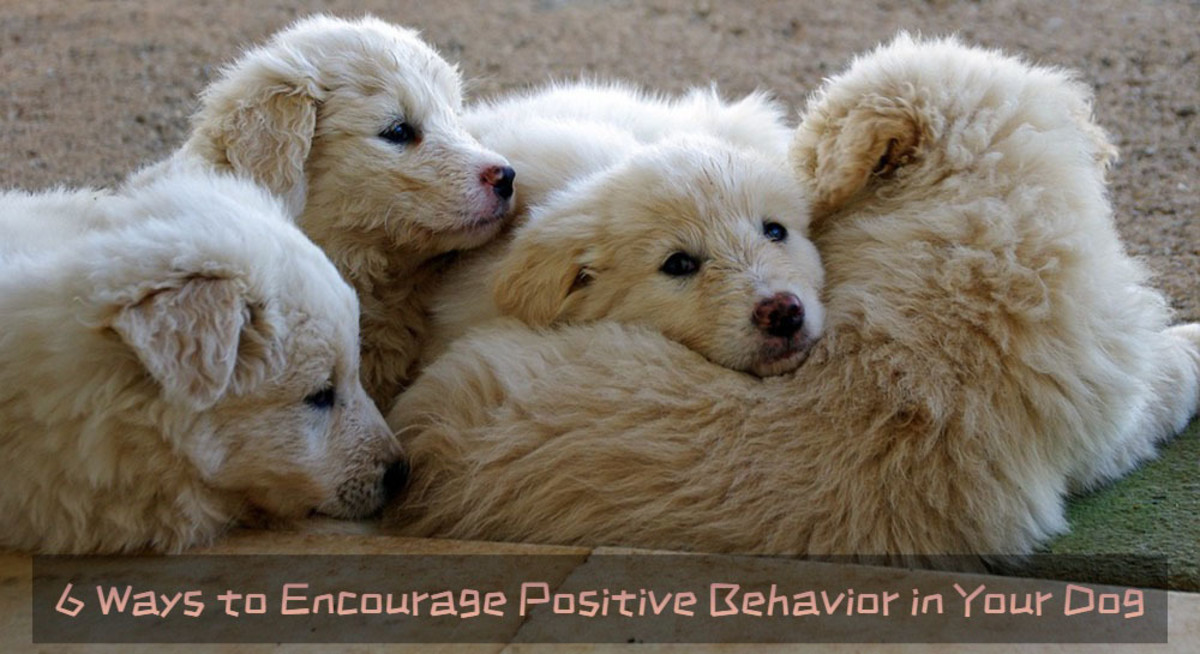 6 Ways to Encourage Positive Behavior in Your Dog