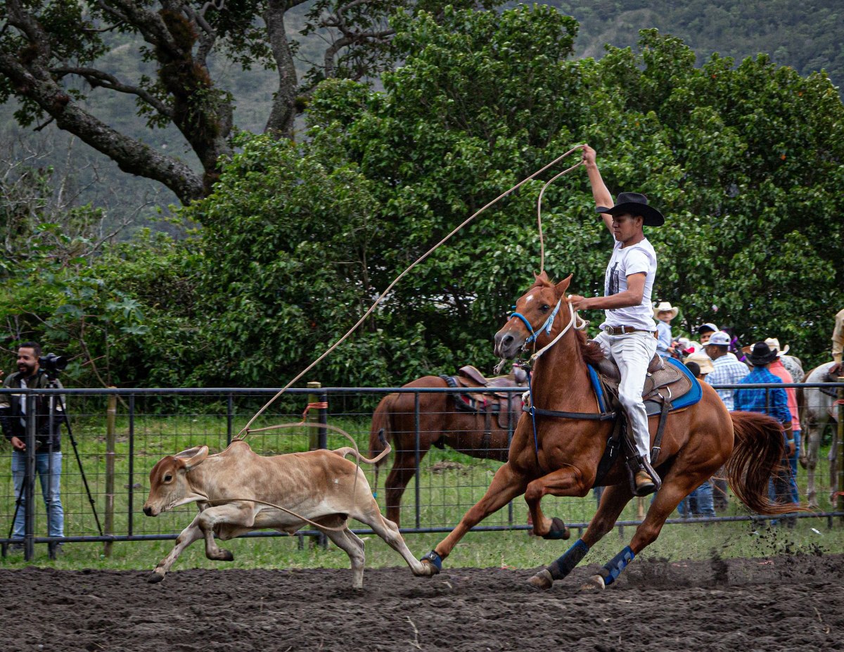 English: Calf Roping event at a Rodeo in Boquete, Panama, June 2019