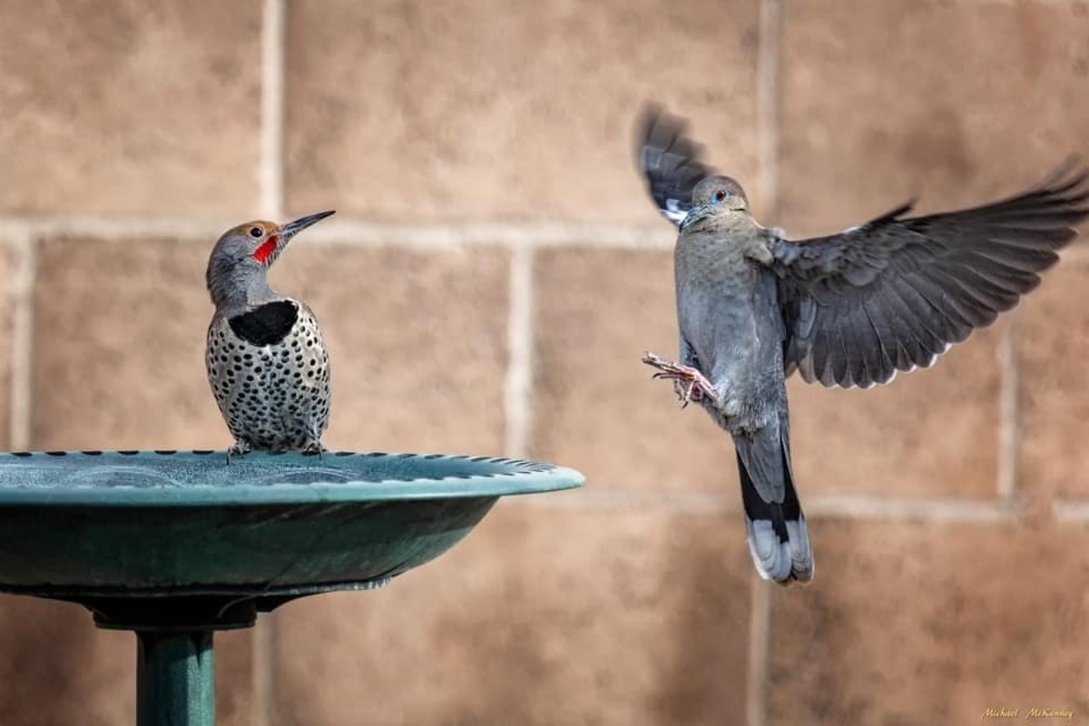 After a full day of eating ants in our backyard, this Northern Flicker seems to object to sharing the cool water in the birdbath with an intruding pigeon.