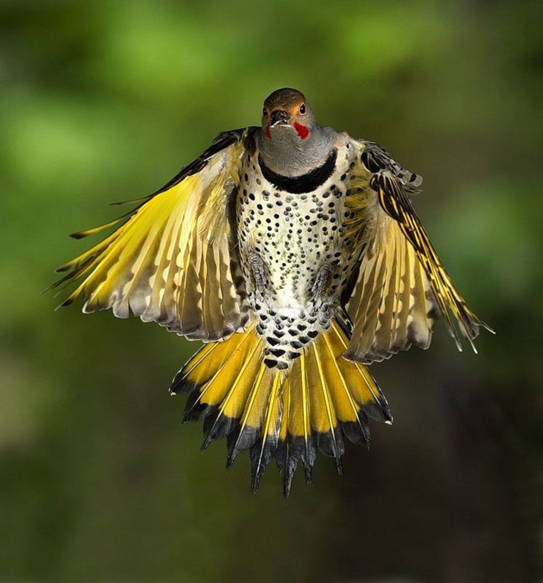 the-northern-flicker-one-of-very-few-migrating-woodpecker-species