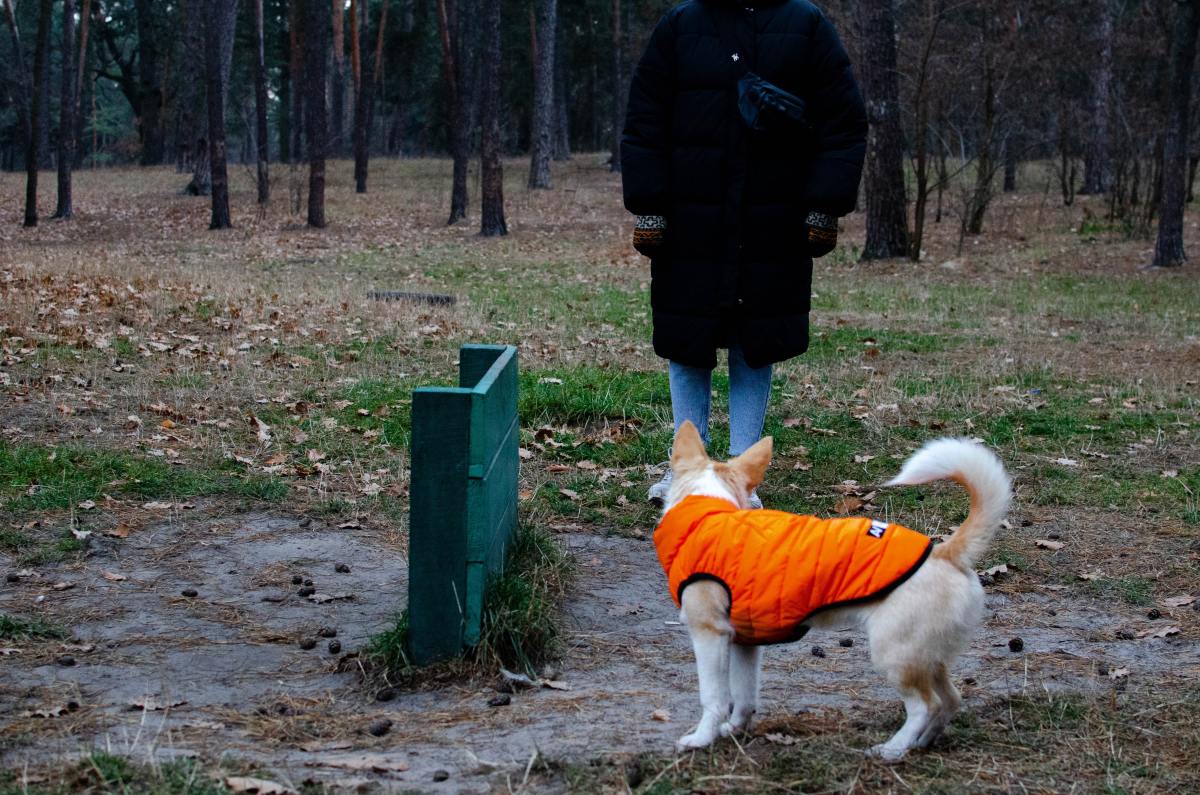 Neon jackets will show traffic and other people where your dog is at all times!