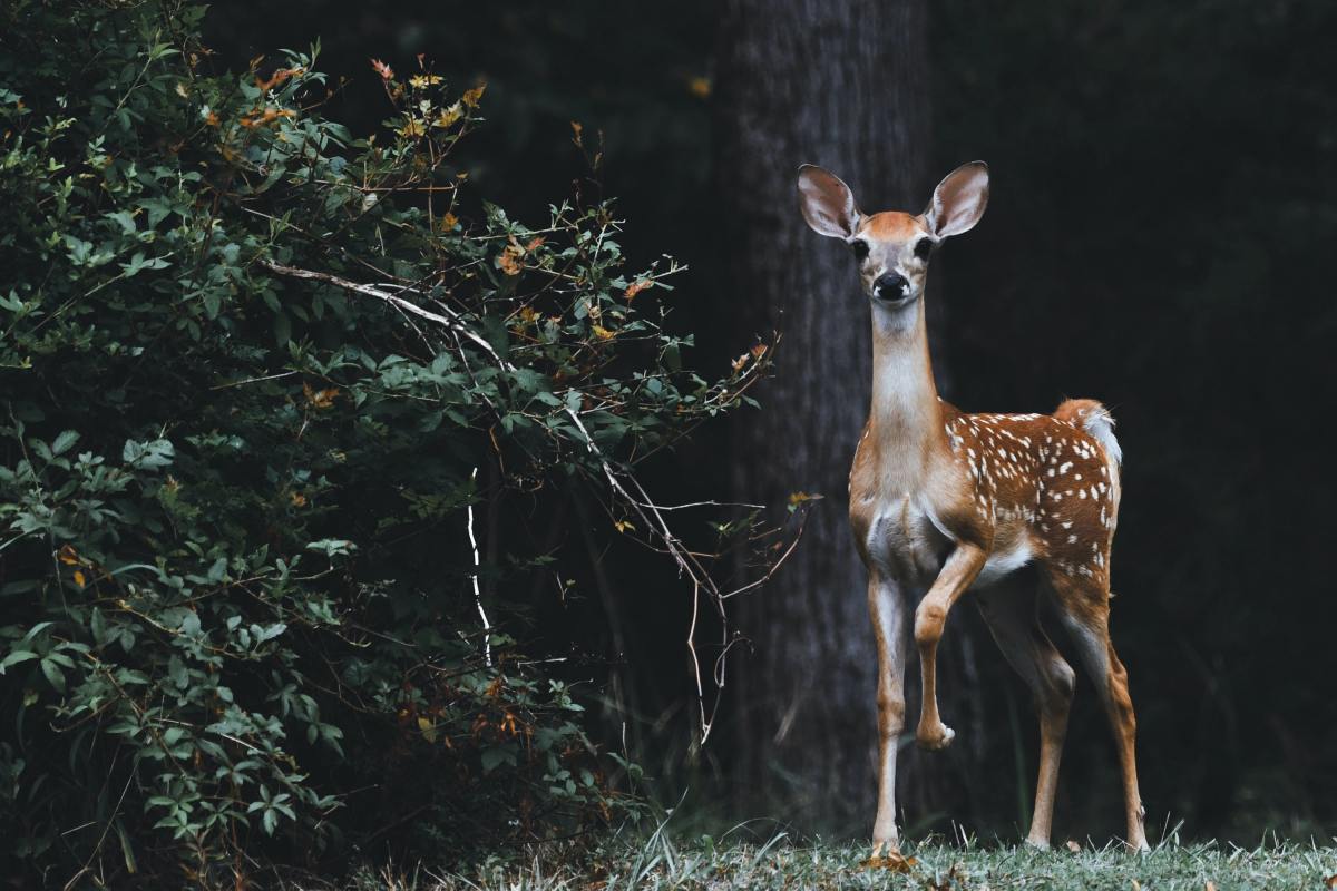 Deer love to roam the woods at night, make sure you are aware of your surroundings!