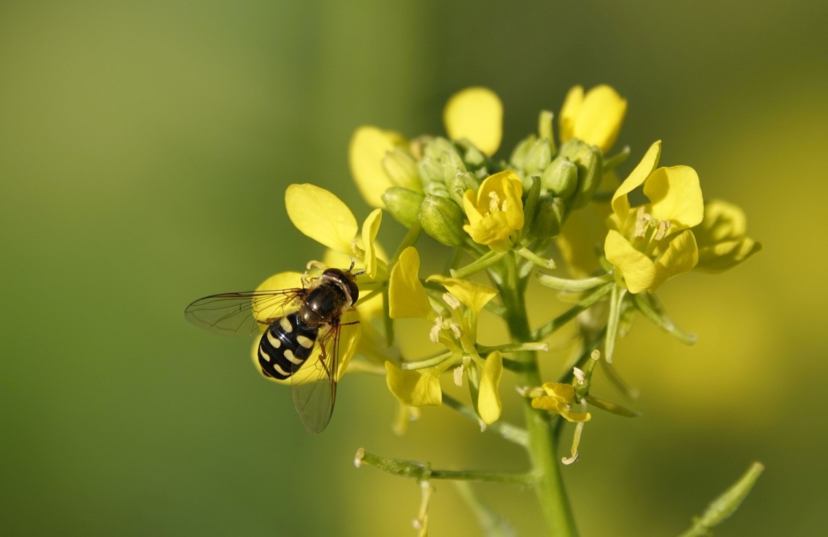 Why Are Native Pollinators Important And What Farmers Can Do To Protect Them