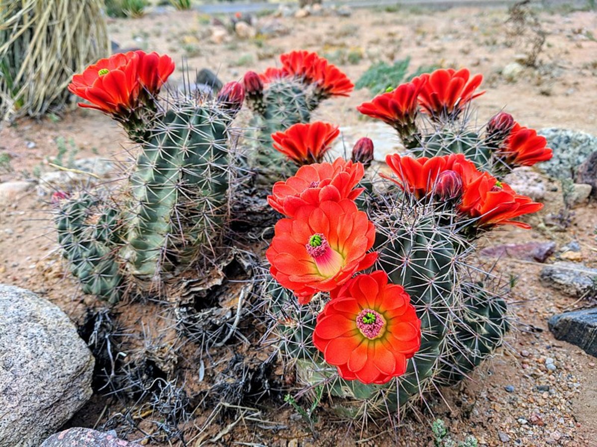 The Sonoran Desert which surrounds Wickenburg is home to a wide variety of native cactus plants and desert wildlife. Spring in the desert begins in February! Blooming cactus can be almost any color.