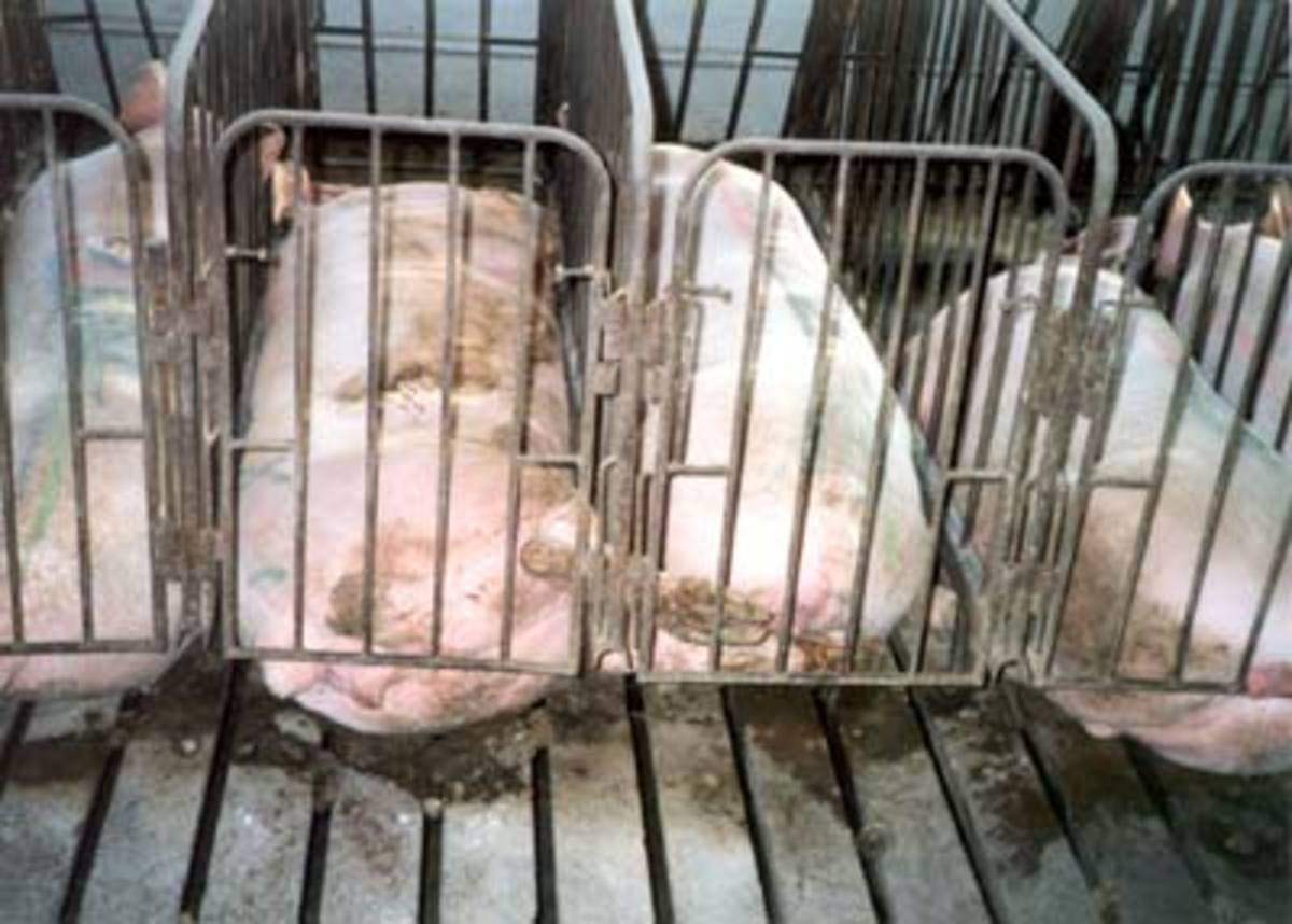 When it comes to intensive farming, pig sows are often confined in tiny gestation crates, that leave them unable to move or lie down comfortably. These confinement methods have recently come under public fire due to animal welfare.