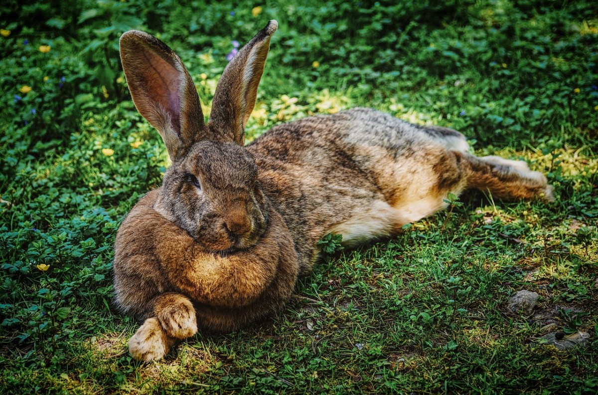 A rabbit like Rambo: Image by Susanne Jutzeler, Schweiz, from Pixabay