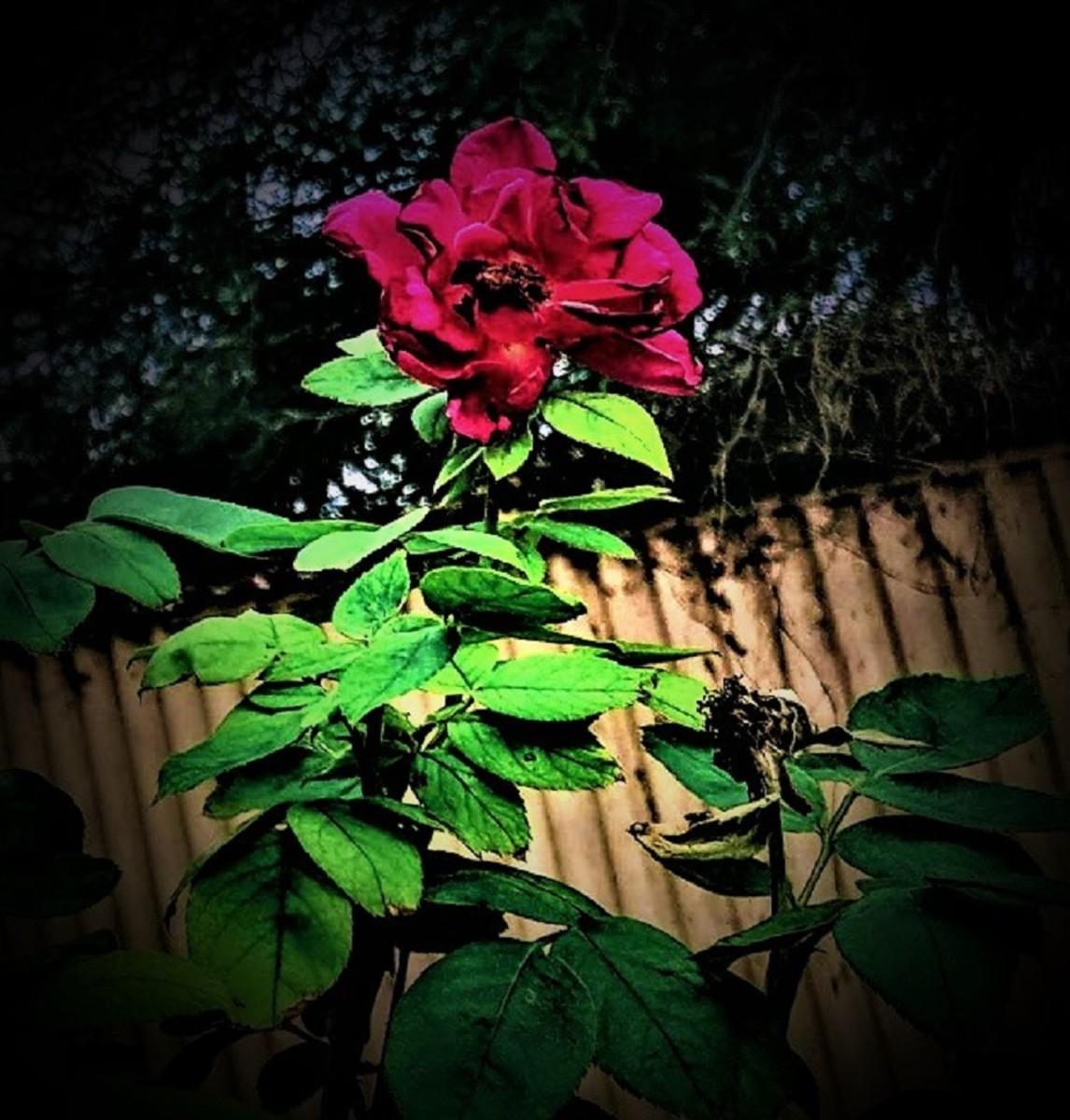 Rose in the back yard 2022 - photo by the author