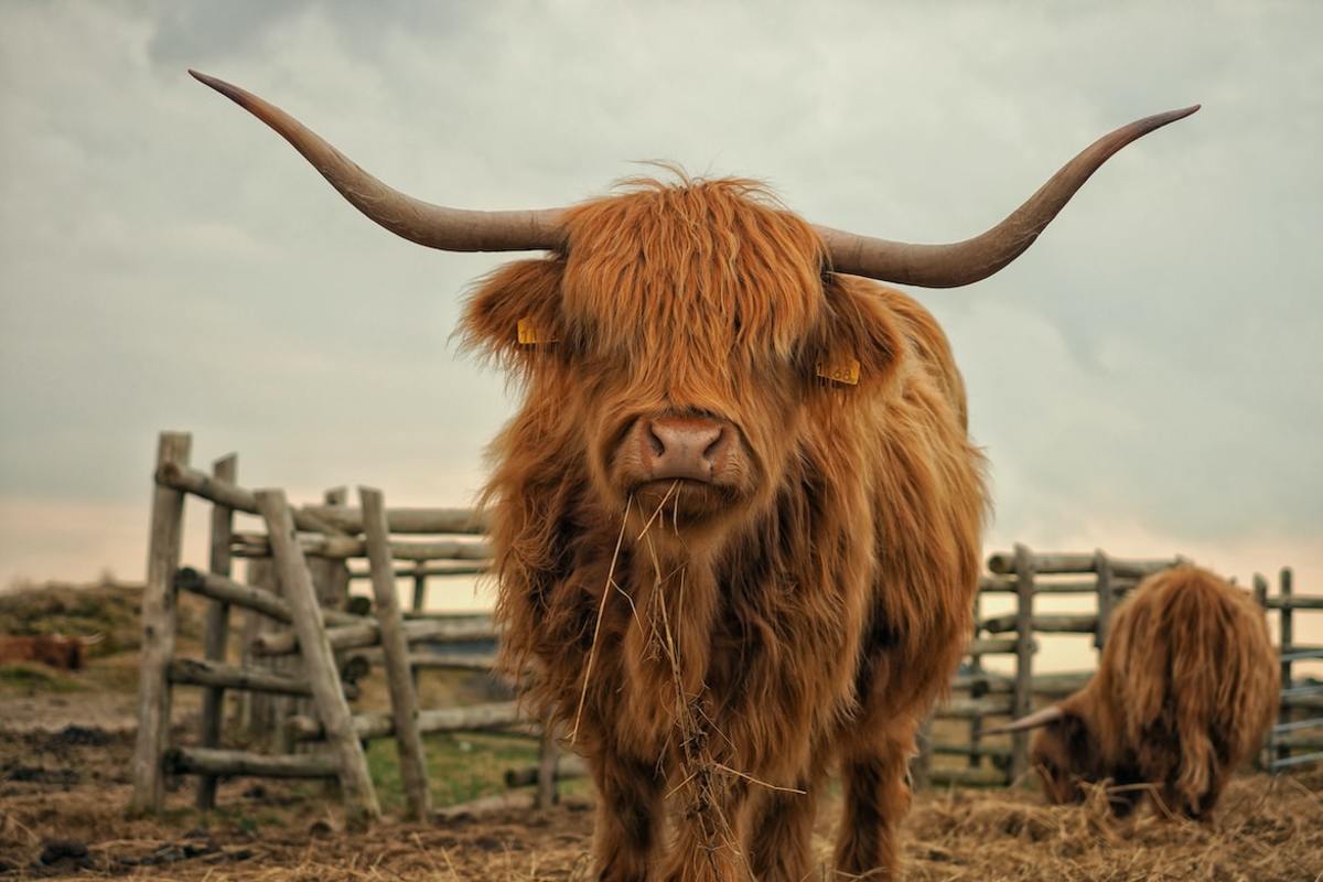 Cow-Themed Airbnb in Scottish Highlands Is Beyond Adorable