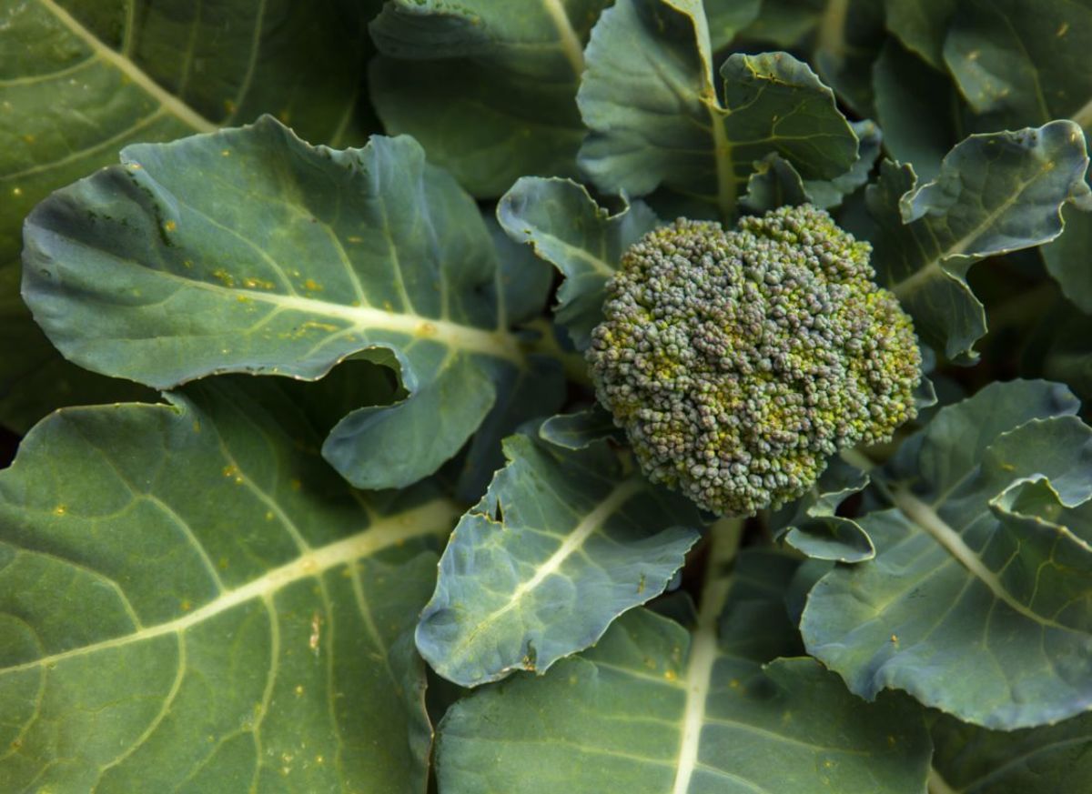 Does Broccoli Grow Naturally in the Wild?  