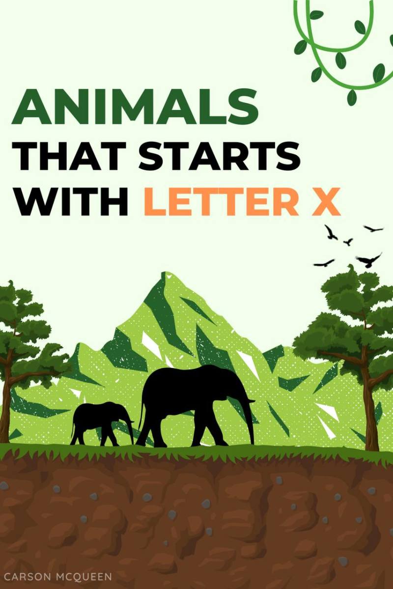 20+ Animals That Start With X