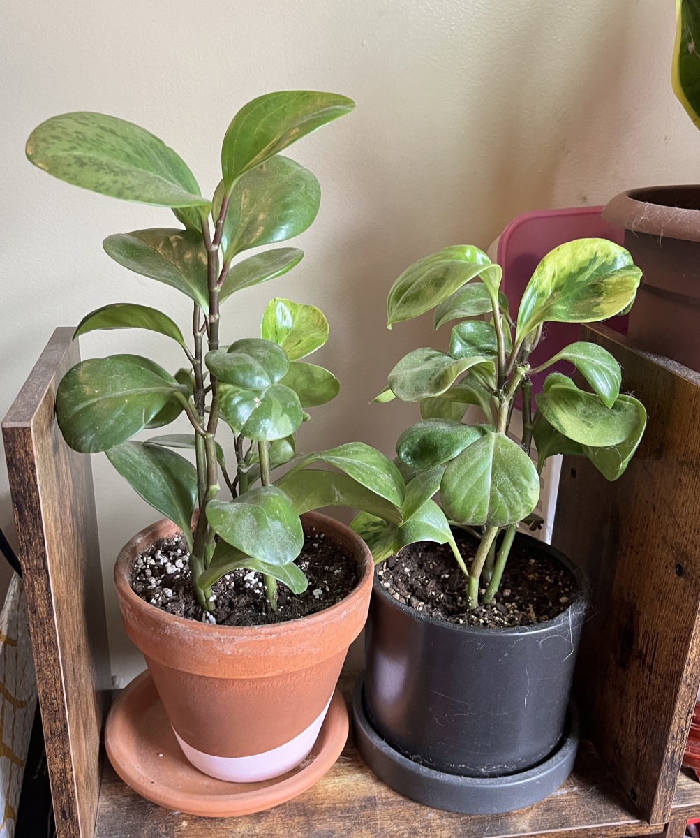 Propogate Your Peperomia: Creating a New Houseplant Using a Trimming
