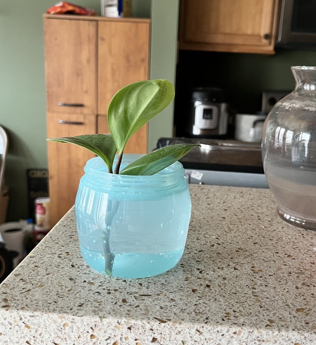 Place your trimming in water for 4–8 weeks to allow new roots to grow. Be sure to top off the container if the water level gets low.