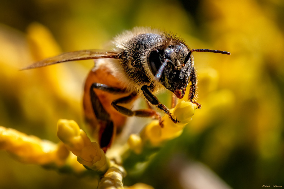 Honeybees pollinate sunflowers, apples, lavender, blueberries, bee balm, cherries, cranberries, cucumbers, almonds, salvia, and more. Don't take any of that for granted because life would be pretty dull without those things.
