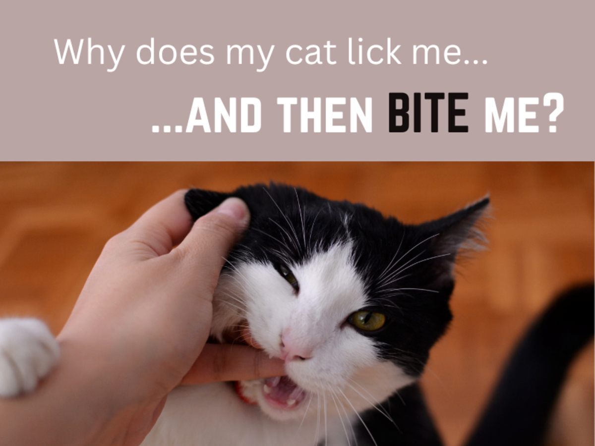 5 Times to Worry About a Cat Licking You and Then Biting You PetHelpful